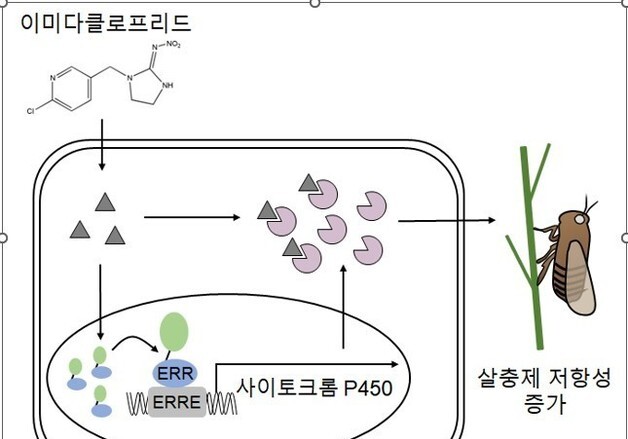 전남대 연구진, '살충제 내성' 벼멸규 원인 규명