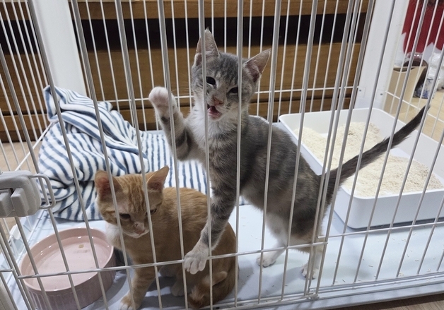 "어서 날 데려가라옹~"…가족을 기다리는 새끼 고양이들[멍냥포착]