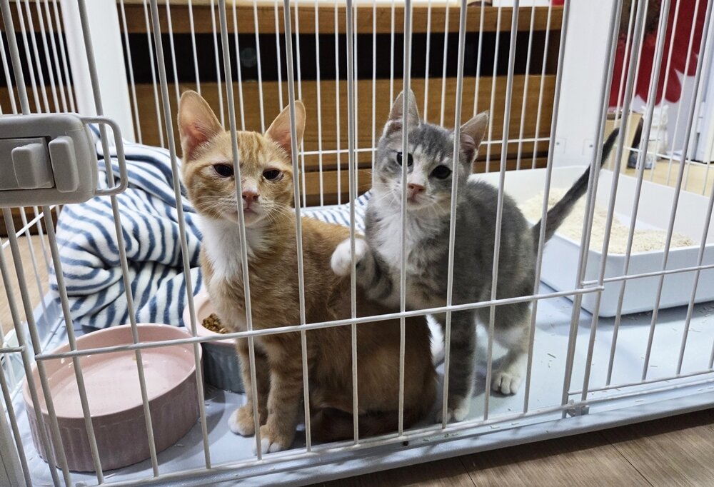 본문 이미지 - 동물보호센터 '디어레이'에서 가족을 기다리는 새끼 고양이 원이와 주니 ⓒ 뉴스1 한송아 기자