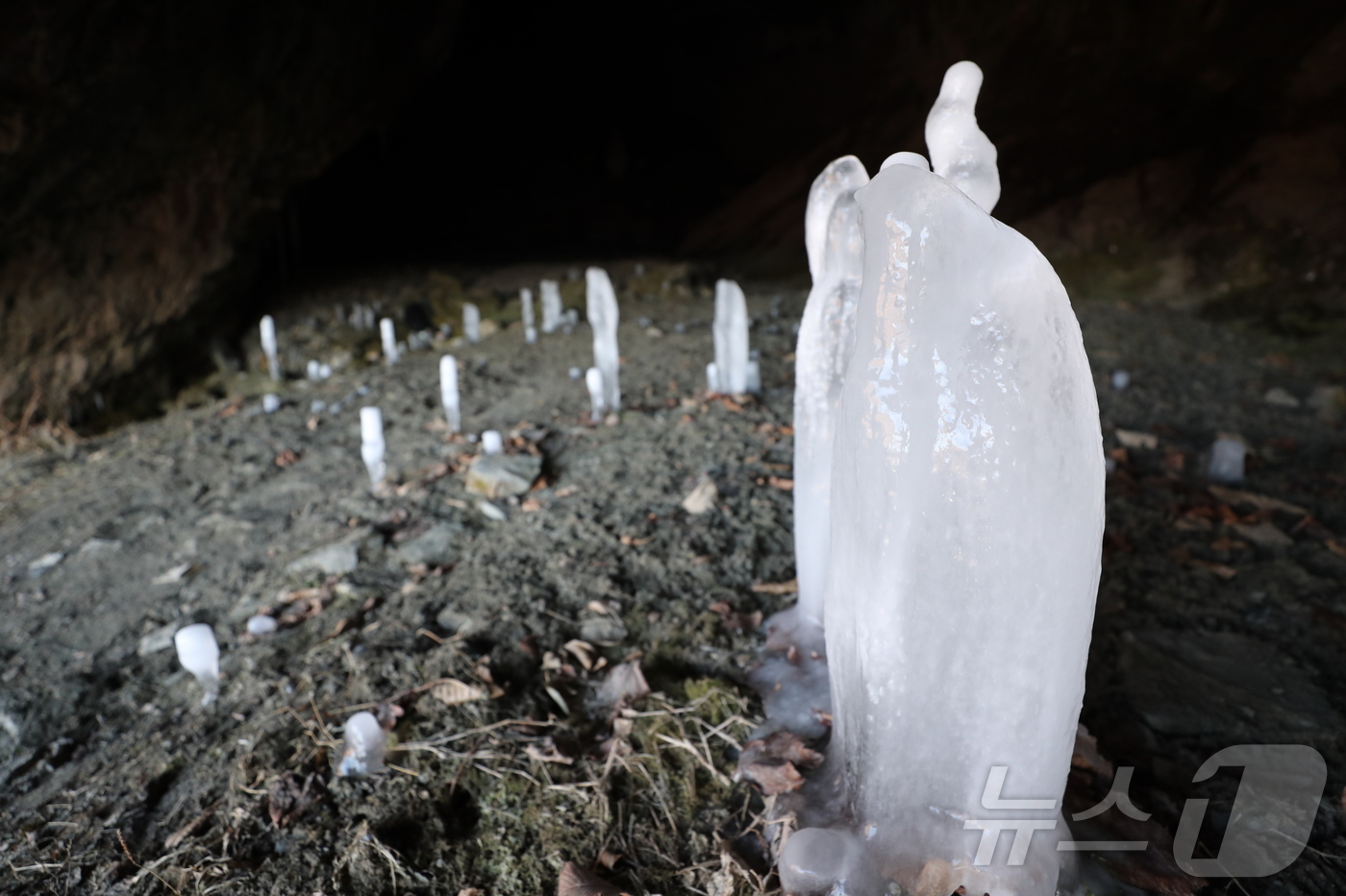 (제천=뉴스1) 손도언 기자 = 22일 오후 충북 제천시 덕산면 수산리 작은 사찰 보덕암 인근 보덕굴에서 석순처럼 자라는 역고드름이 겨울 진풍경을 연출하고 있다. 2026.1.22 …