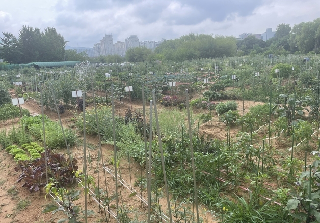 용인시, 시민농장 텃밭 분양…'도시농부 815팀' 모집