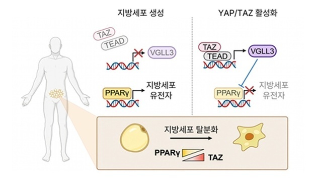 '지방 생성 차단' 스위치 찾았다…'비만 근원 제어' 가능성 열려