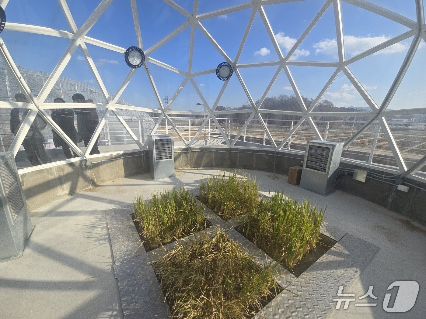 본문 이미지 - 농촌진흥청 기후변화연구동의 '에코돔'에서 미래기후변화로 변한 환경을 모사해 작물을 재배하는 실험이 진행 중이다. 2026.1.23 ⓒ 뉴스1 김승준 기자