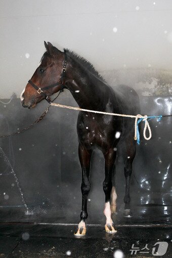 본문 이미지 - 첫 눈 오는 날 온수로 샤워하고 있는 말의 모습 (한국마사회 제공)