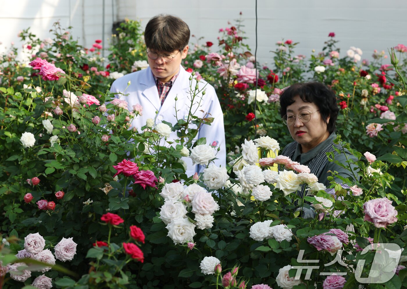 본문 이미지 - 연일 북극 한파가 지속되고 있는 가운데 23일 경기 화성시 경기도농업기술원 연구온실에서 관계자들이 신품종 장미를 연구개발하고 있다. 기상청은 한파가 주말이 지나면서 추위는 한풀 꺾이겠지만 당분간 평년보다 추운 날씨가 계속될 것으로 예보했다. 2026.1.23/뉴스1 ⓒ News1 김영운 기자