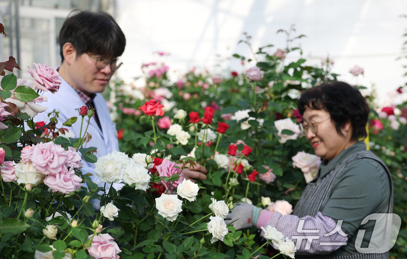 본문 이미지 - 연일 북극 한파가 지속되고 있는 가운데 23일 경기 화성시 경기도농업기술원 연구온실에서 관계자들이 신품종 장미를 연구개발하고 있다. 기상청은 한파가 주말이 지나면서 추위는 한풀 꺾이겠지만 당분간 평년보다 추운 날씨가 계속될 것으로 예보했다. 2026.1.23/뉴스1 ⓒ News1 김영운 기자