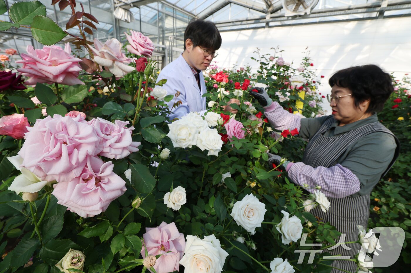 본문 이미지 - 연일 북극 한파가 지속되고 있는 가운데 23일 경기 화성시 경기도농업기술원 연구온실에서 관계자들이 신품종 장미를 연구개발하고 있다. 기상청은 한파가 주말이 지나면서 추위는 한풀 꺾이겠지만 당분간 평년보다 추운 날씨가 계속될 것으로 예보했다. 2026.1.23/뉴스1 ⓒ News1 김영운 기자