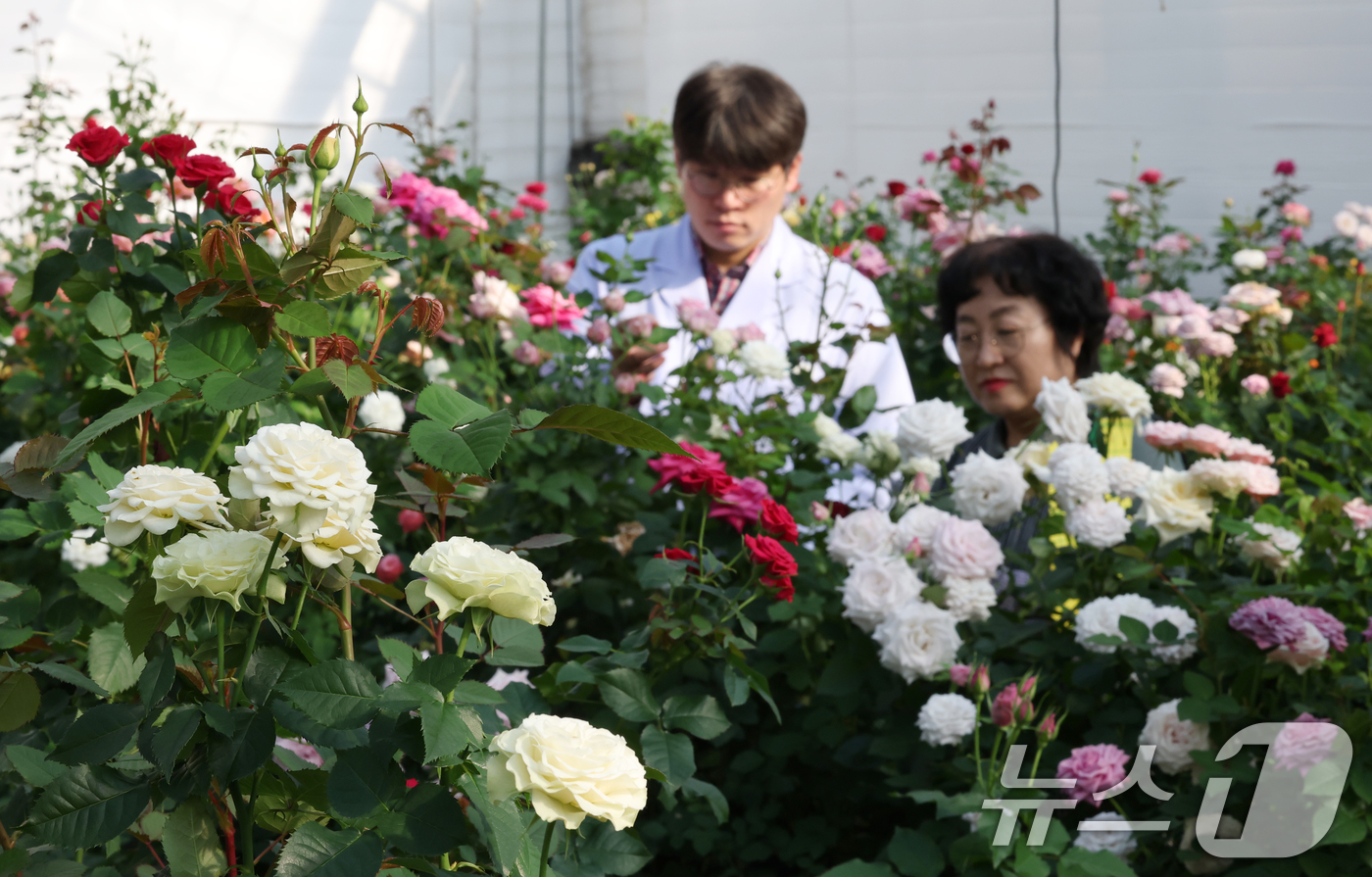 (화성=뉴스1) 김영운 기자 = 연일 북극 한파가 지속되고 있는 가운데 23일 경기 화성시 경기도농업기술원 연구온실에서 관계자들이 신품종 장미를 연구개발하고 있다.기상청은 한파가 …