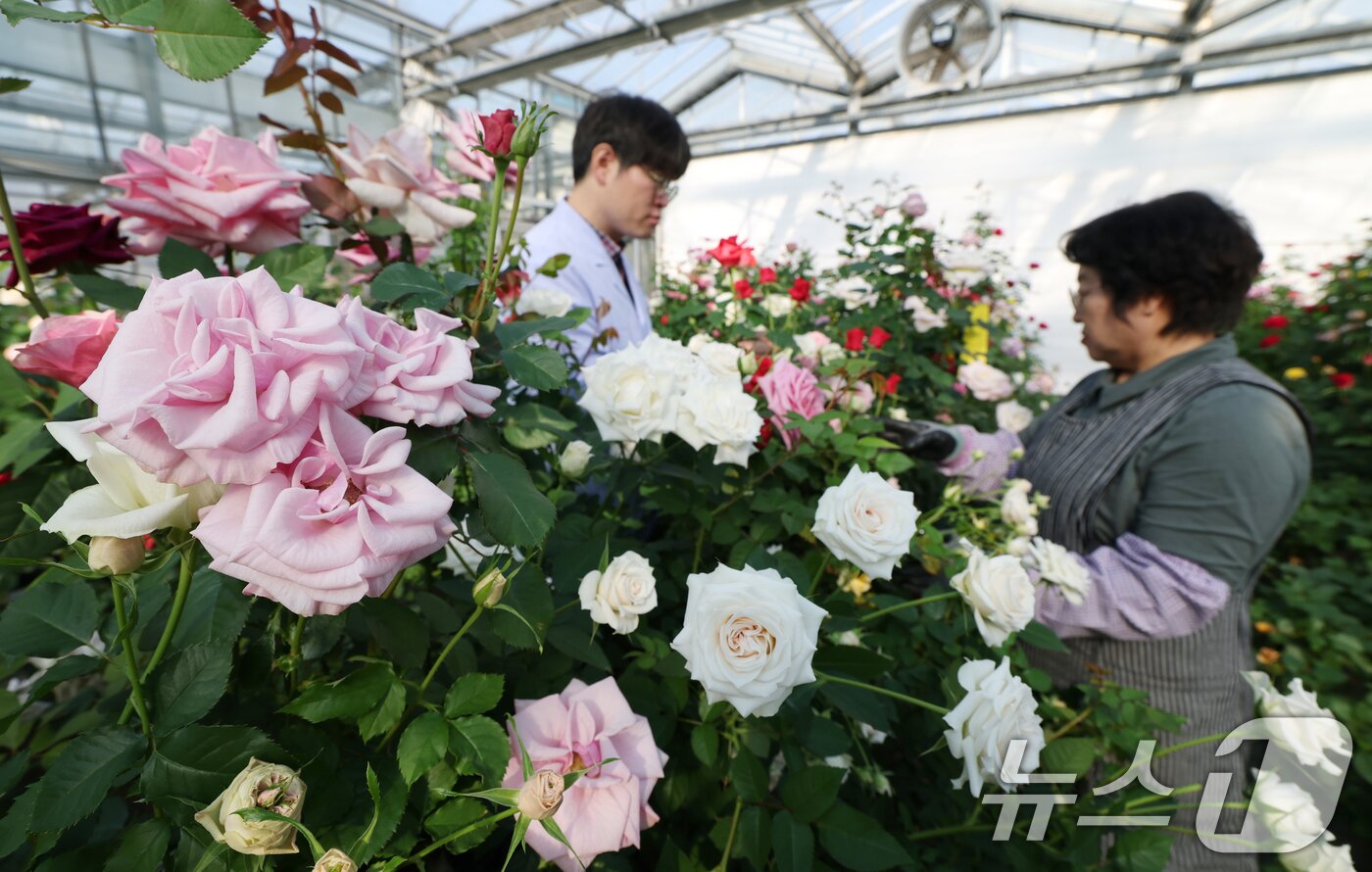 본문 이미지 - 연일 북극 한파가 지속되고 있는 가운데 23일 경기 화성시 경기도농업기술원 연구온실에서 관계자들이 신품종 장미를 연구개발하고 있다. 기상청은 한파가 주말이 지나면서 추위는 한풀 꺾이겠지만 당분간 평년보다 추운 날씨가 계속될 것으로 예보했다. 2026.1.23/뉴스1 ⓒ News1 김영운 기자