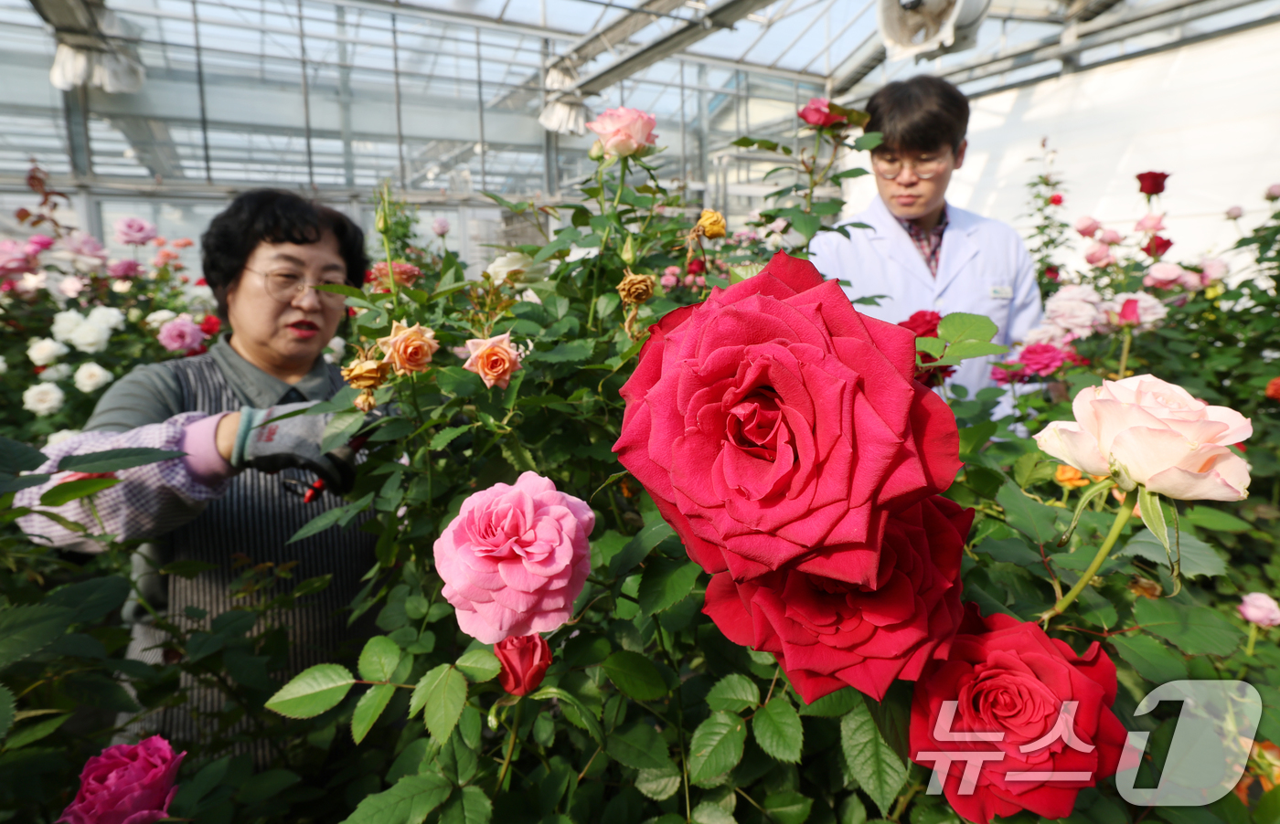(화성=뉴스1) 김영운 기자 = 연일 북극 한파가 지속되고 있는 가운데 23일 경기 화성시 경기도농업기술원 연구온실에서 관계자들이 신품종 장미를 연구개발하고 있다.기상청은 한파가 …
