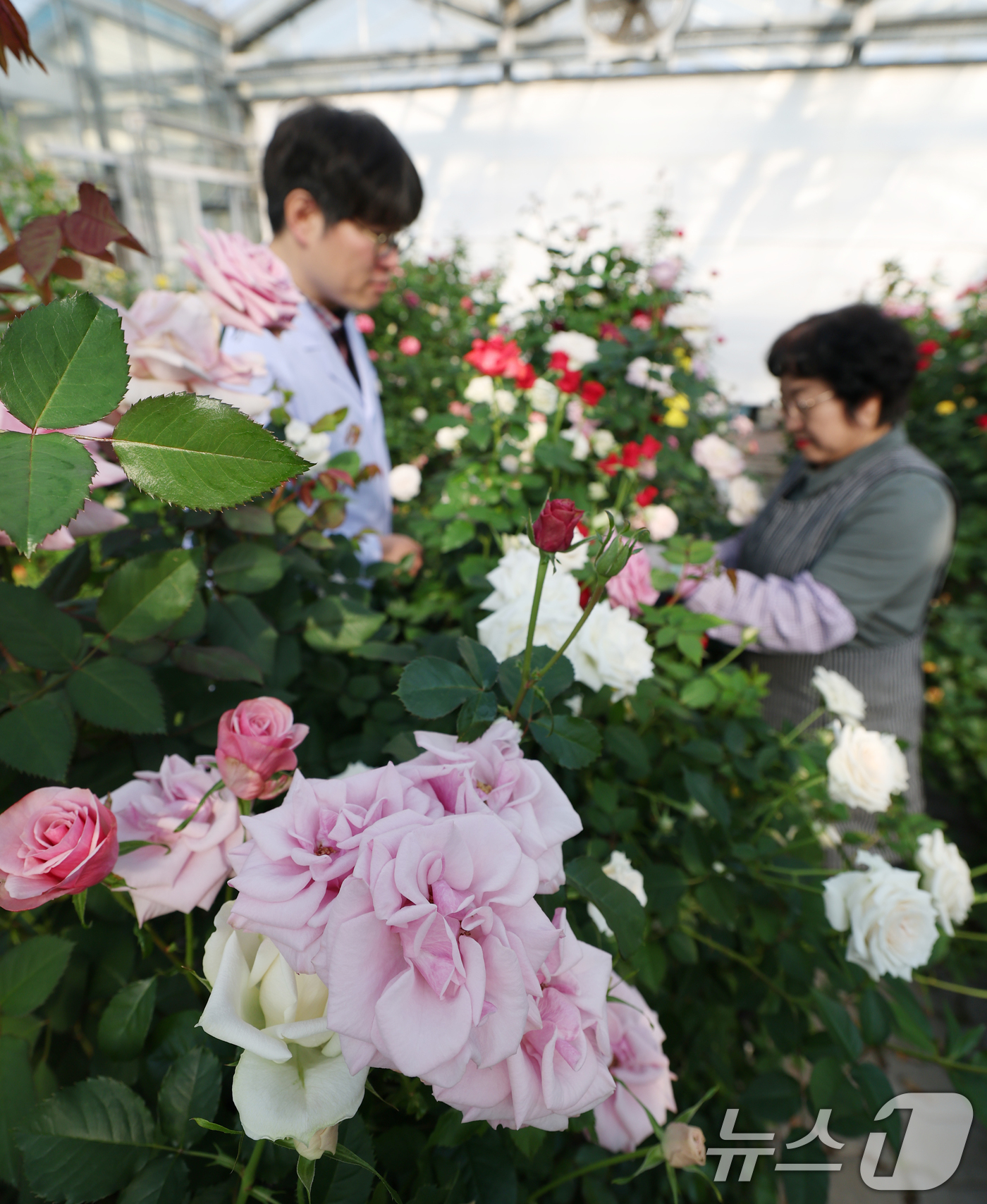(화성=뉴스1) 김영운 기자 = 연일 북극 한파가 지속되고 있는 가운데 23일 경기 화성시 경기도농업기술원 연구온실에서 관계자들이 신품종 장미를 연구개발하고 있다.기상청은 한파가 …