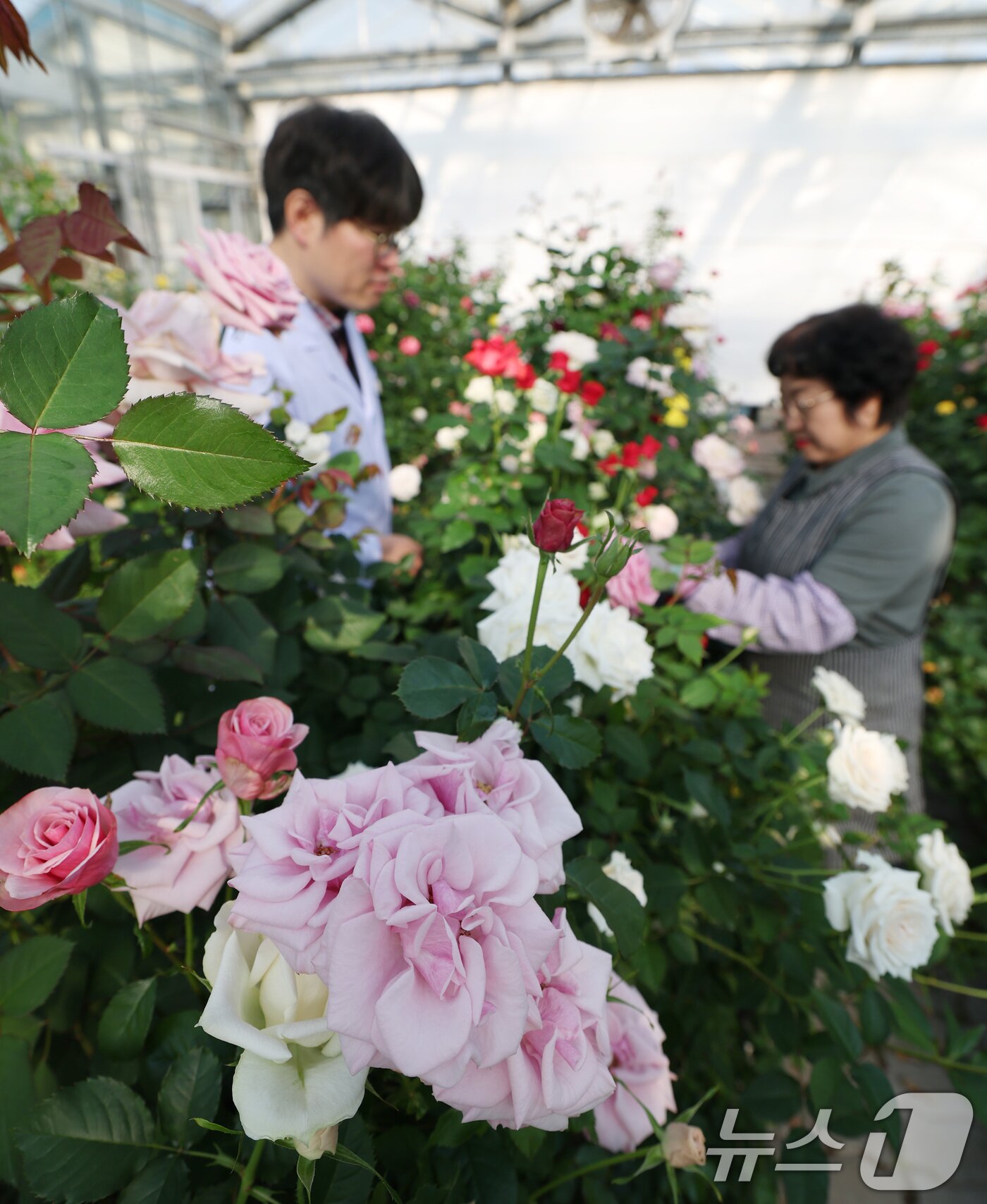 본문 이미지 - 연일 북극 한파가 지속되고 있는 가운데 23일 경기 화성시 경기도농업기술원 연구온실에서 관계자들이 신품종 장미를 연구개발하고 있다. 기상청은 한파가 주말이 지나면서 추위는 한풀 꺾이겠지만 당분간 평년보다 추운 날씨가 계속될 것으로 예보했다. 2026.1.23/뉴스1 ⓒ News1 김영운 기자