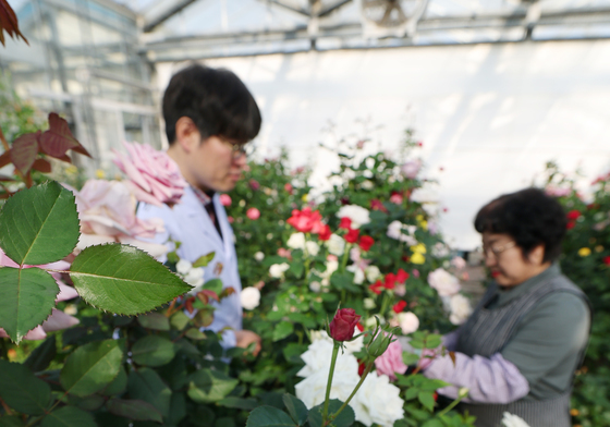 형형색색 겨울 장미