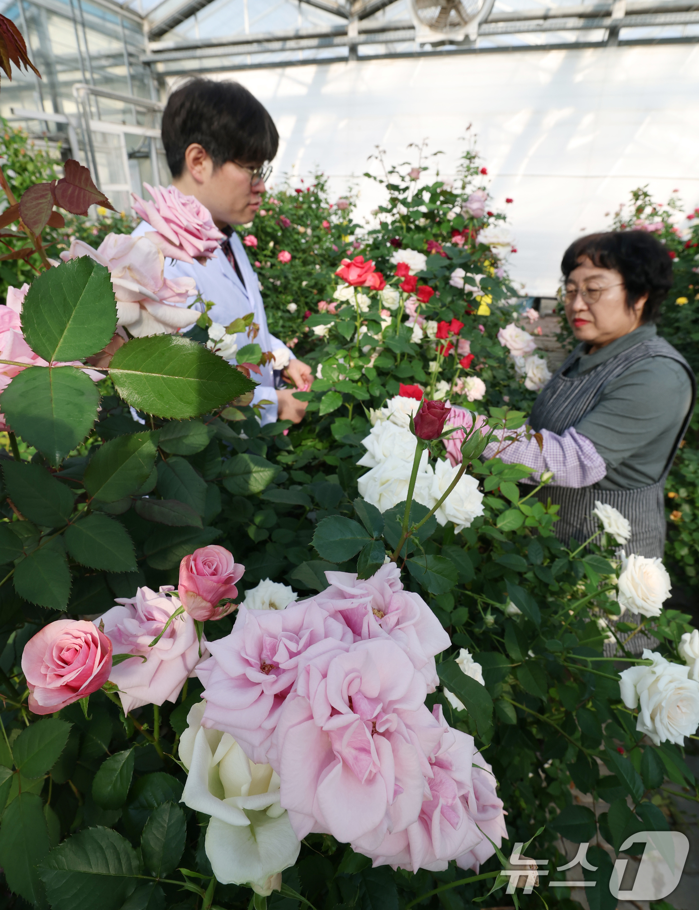 (화성=뉴스1) 김영운 기자 = 연일 북극 한파가 지속되고 있는 가운데 23일 경기 화성시 경기도농업기술원 연구온실에서 관계자들이 신품종 장미를 연구개발하고 있다.기상청은 한파가 …
