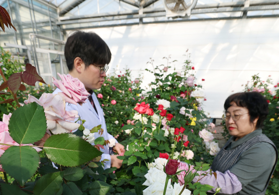 형형색색 겨울 장미