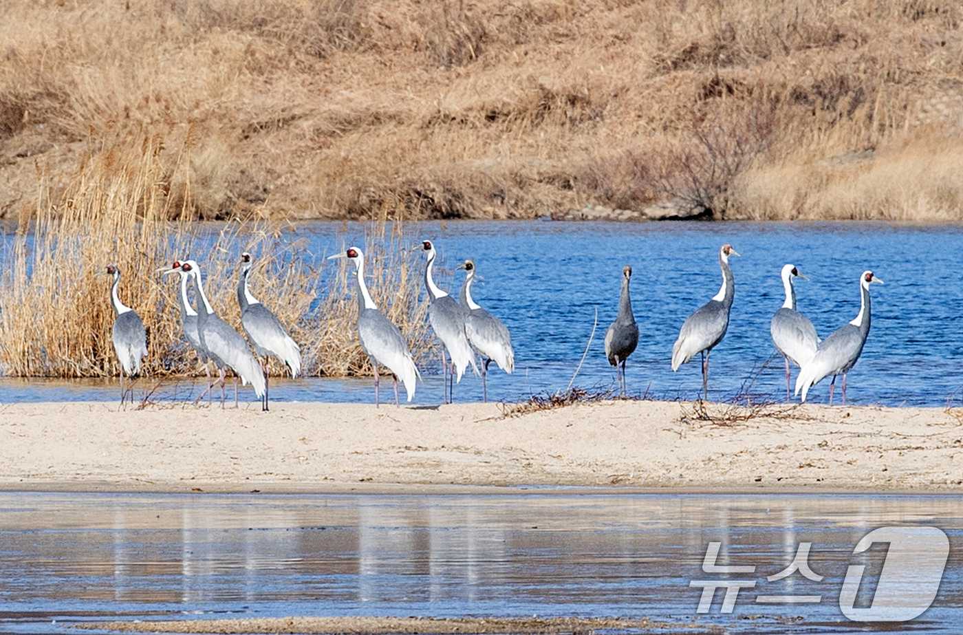 (구미=뉴스1) 최창호 기자 = 천연기념물 제203호 재두루미가 23일 경북 구미시 해평 강정습지에 날아와 쉬고 있다.지난 20일부터 해평 강정습지에는 총 52마리의 재두루미가 목 …