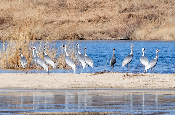 구미 해평 습지 찾아온 재두루미