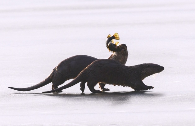 5마리가 한 앵글에…사진작가가 촬영한 충주 도심 '수달 가족'