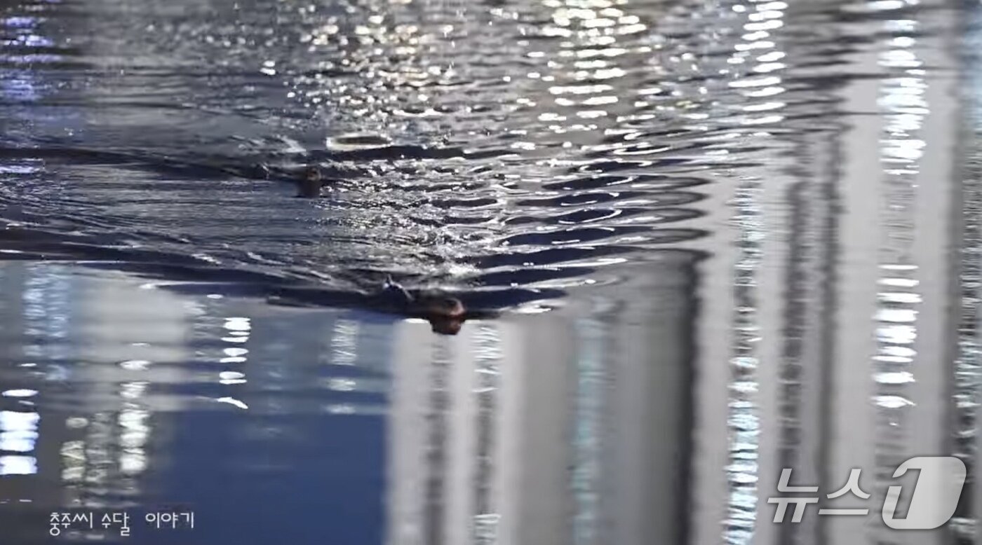 본문 이미지 -  '충주 호암지에 수달이 돌아왔어요' 동영상 캡처.(재판매 및 DB금지)/뉴스1