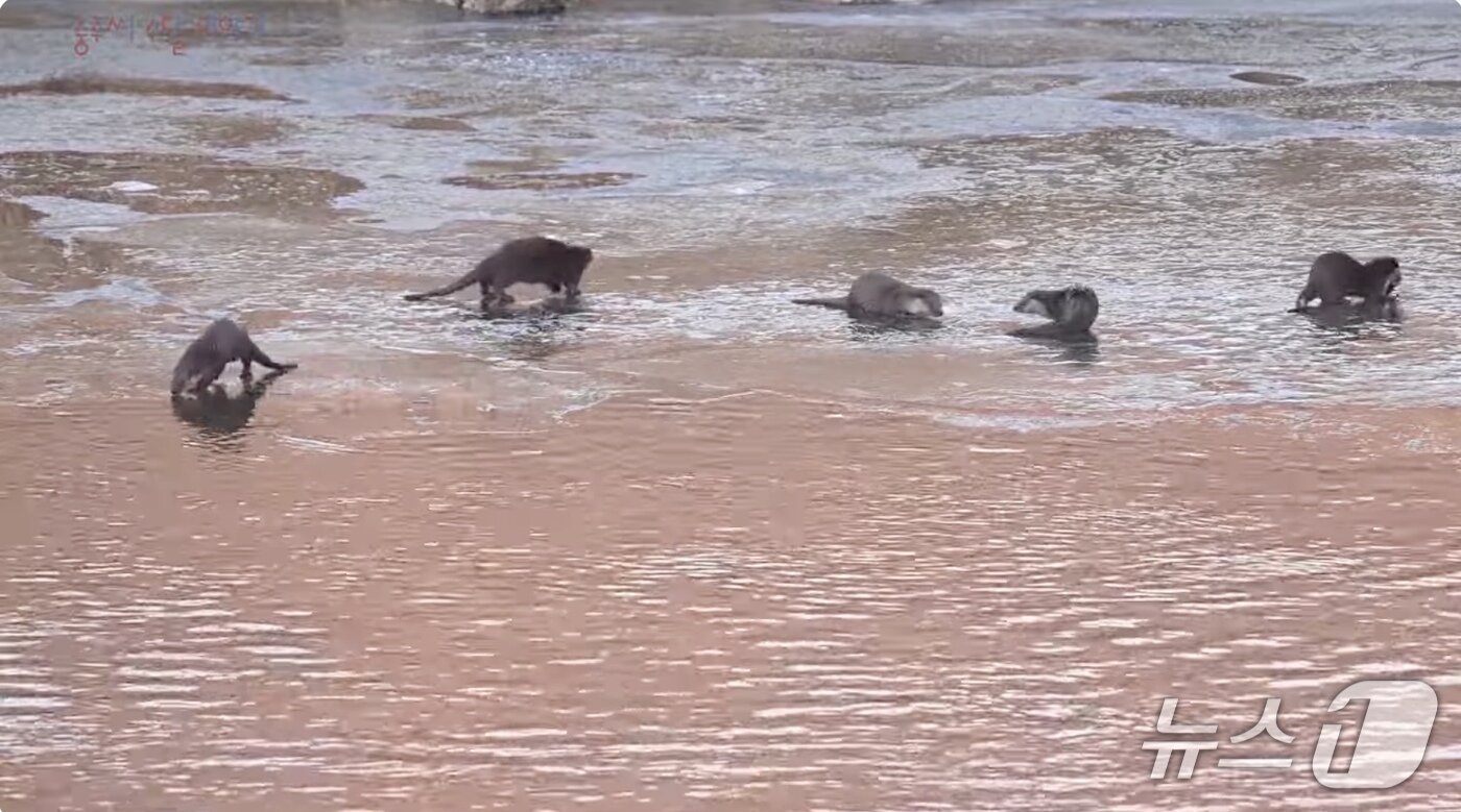 본문 이미지 -  '충주 수달 이야기' 동영상 캡처.(재판매 및 DB금지)/뉴스1