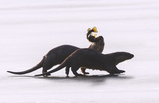 충주시 수달 관광 활성화 방안 찾는다…서식 실태조사 착수