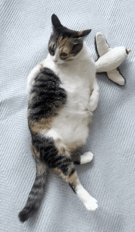 본문 이미지 - 새로가 된 삼순이. 느긋하게 배를 드러내고 누워 있는 게 취미다(강수진 제공). ⓒ 뉴스1