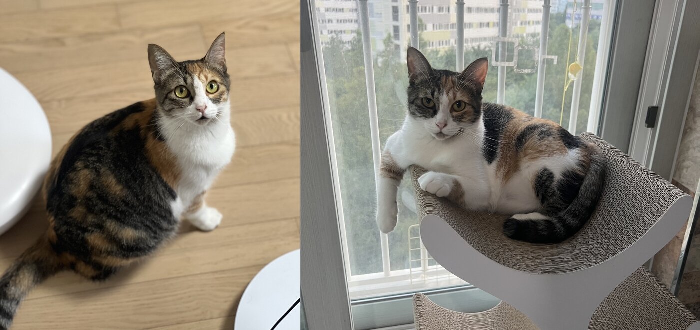 본문 이미지 - 새로가 된 삼순이가 집안 곳곳에서 편히 쉬고 있다(강수진 제공). ⓒ 뉴스1