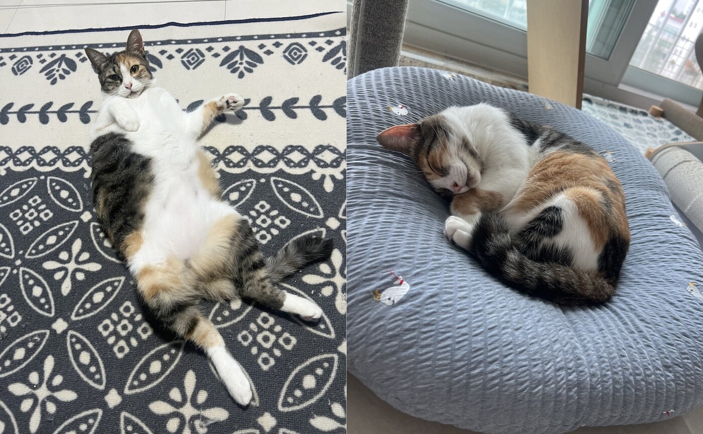 본문 이미지 - 새로가 된 삼순이가 집안 곳곳에서 편히 쉬고 있다(강수진 제공). ⓒ 뉴스1