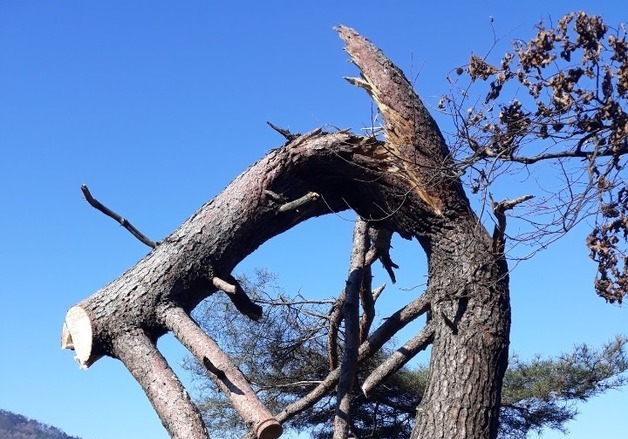청주시, 가옥 피해 전도 위험목 제거 사업 추진