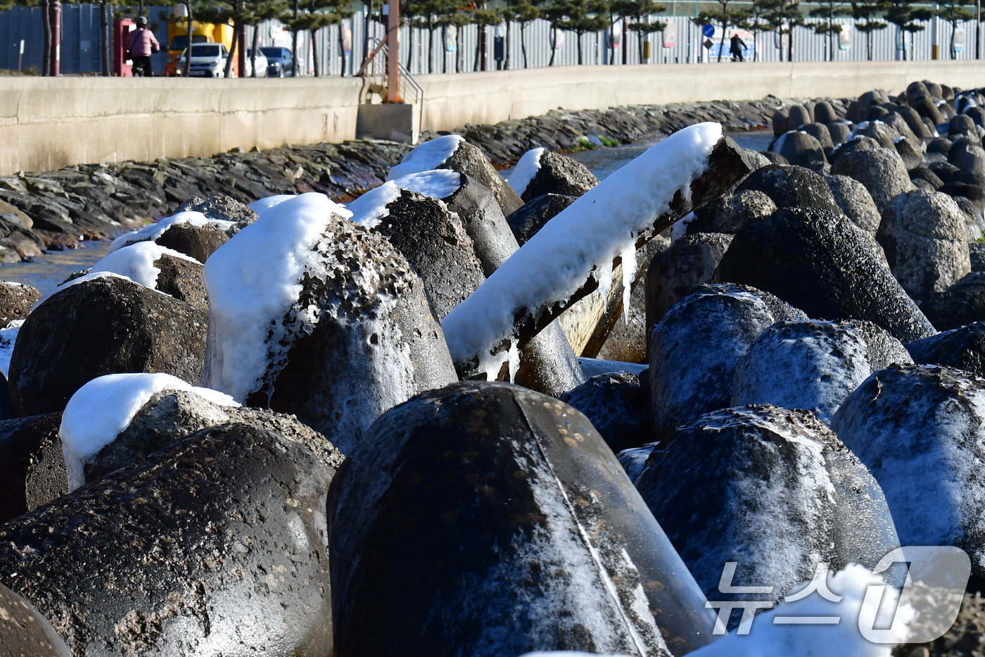 (포항=뉴스1) 최창호 기자 = 25일 오전 경북 포항시 북구 환여동 앞 바다에 있는 테트라포드 위에 바닷물이 얼어 붙어있다. 2026.1.25/뉴스1