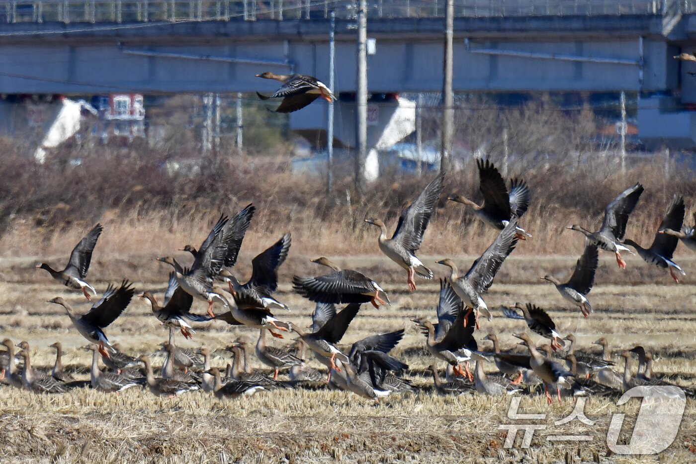본문 이미지 - 25일 경북 포항시 북구 흥해읍 들녘에서 큰기러기와 쇠기러기들이 날아오르고 있다. 2026.1.25/뉴스1 ⓒ News1 최창호 기자