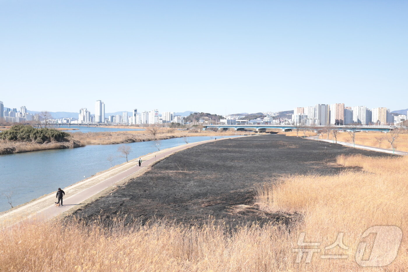 본문 이미지 - 25일 울산 북구 명촌교 일대 억새밭이 전날 화재로 인해 검은 잿더미로 남았다. 2026.1.25/뉴스1 ⓒ News1 김세은 기자