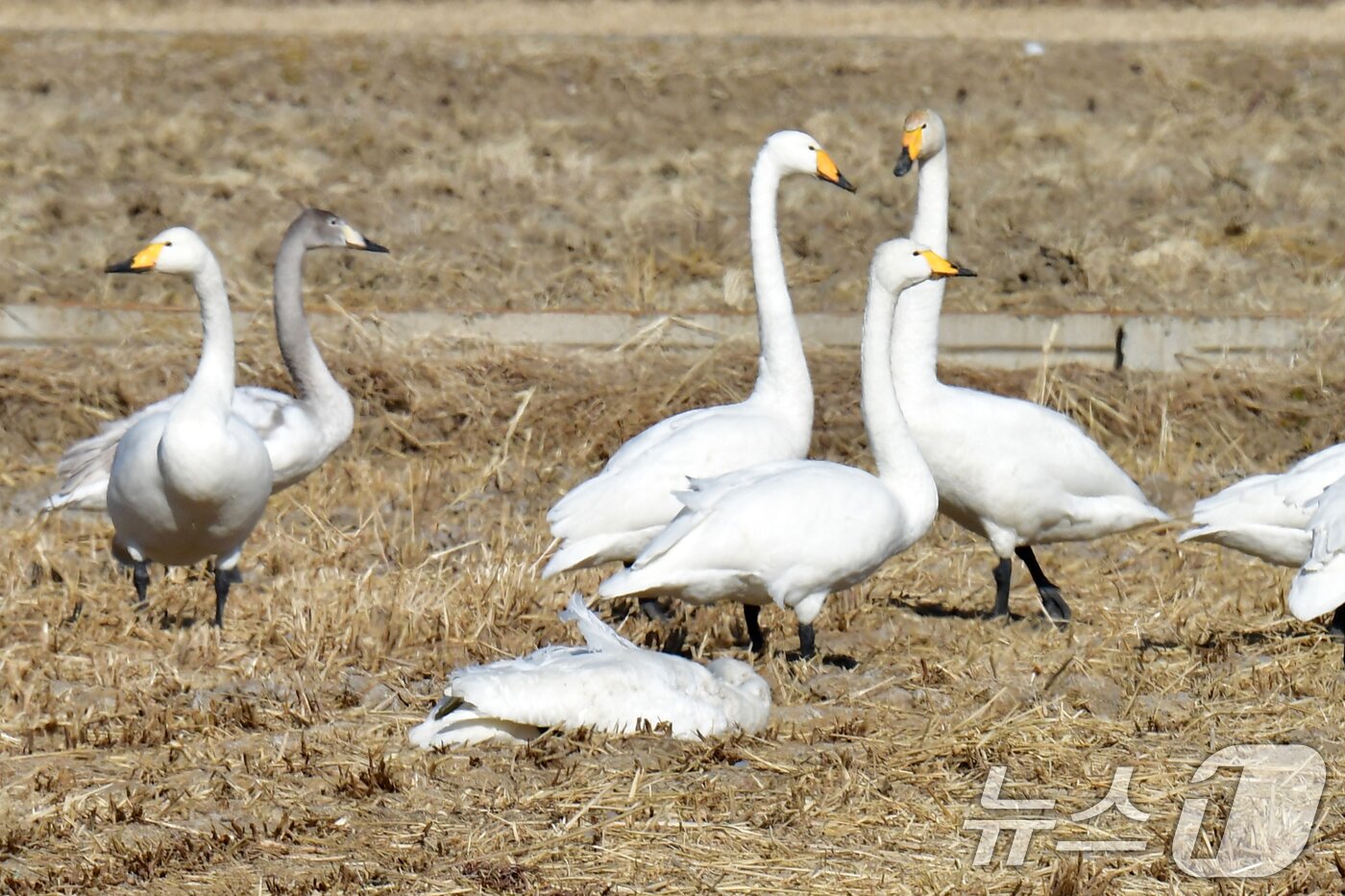 본문 이미지 - 25일 경북 포항시 북구 흥해읍 들녘에서 쳔연기념물 201-2호이자 멸종위기야생생물 II급인 큰고니가 한마리가 죽은 채 발견됐다. 신고를 받은 포항시는 사체를 수거해 고병원성 조류독감(H5N1)감염 여부 등 역학조사에 착수했다. ⓒ News1 최창호 기자