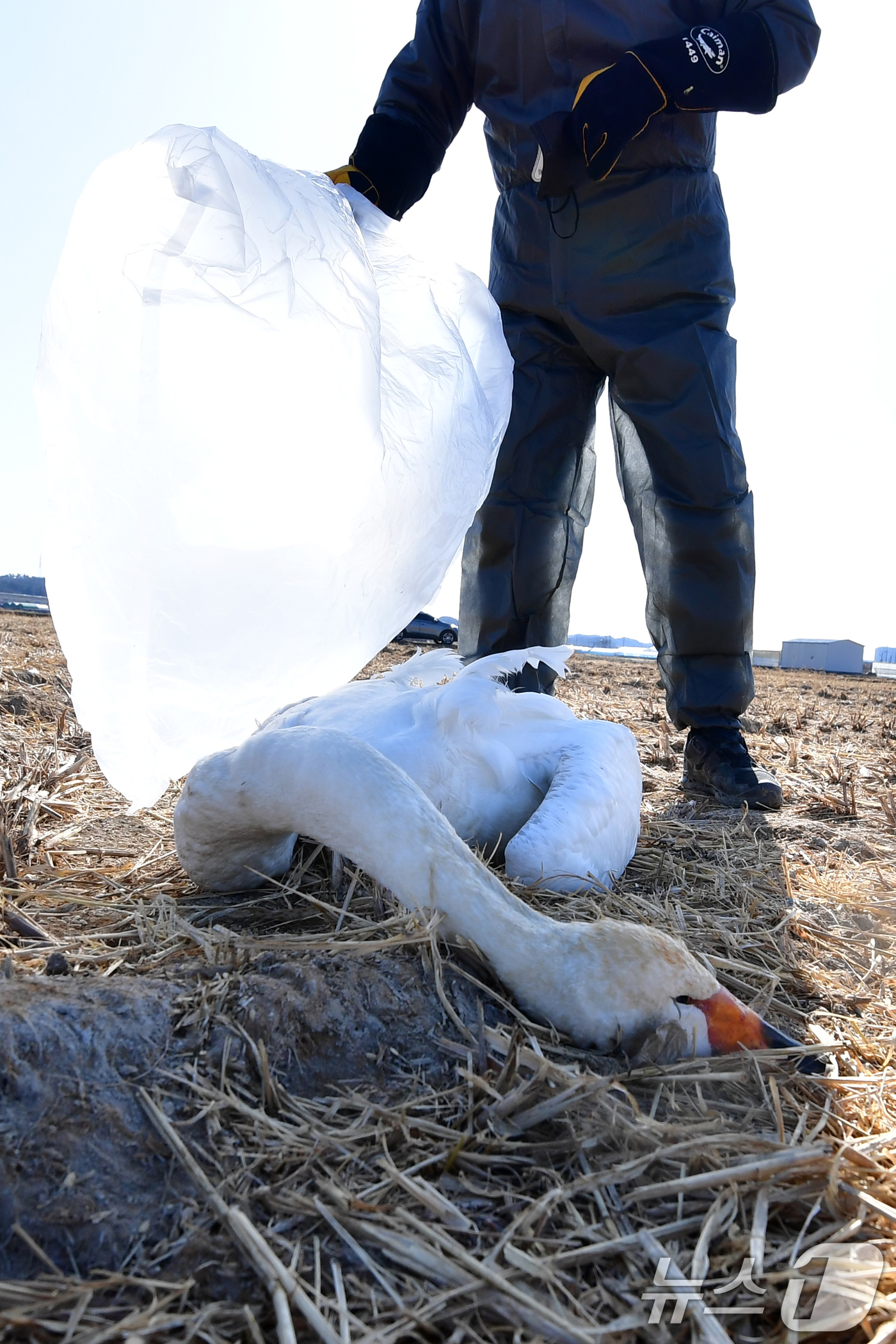(포항=뉴스1) 최창호 기자 = 25일 경북 포항시 북구 흥해읍 들녘에서 쳔연기념물 201-2호이자 멸종위기야생생물 II급인 큰고니가 한마리가 죽은 채 발견됐다.신고를 받고 출동한 …