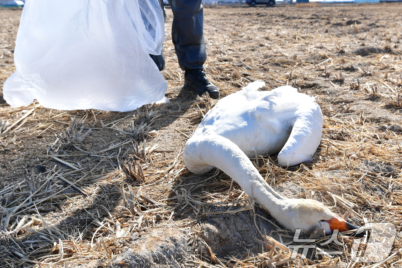 (포항=뉴스1) 최창호 기자 = 25일 경북 포항시 북구 흥해읍 들녘에서 쳔연기념물 201-2호이자 멸종위기야생생물 II급인 큰고니가 한마리가 죽은 채 발견됐다.신고를 받고 출동한 …