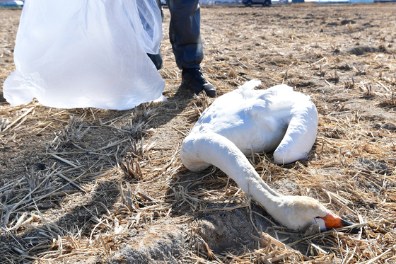 포항 흥해 들녘서 천연기념물 큰고니 사체 발견…조류독감 감염 여부 조사
