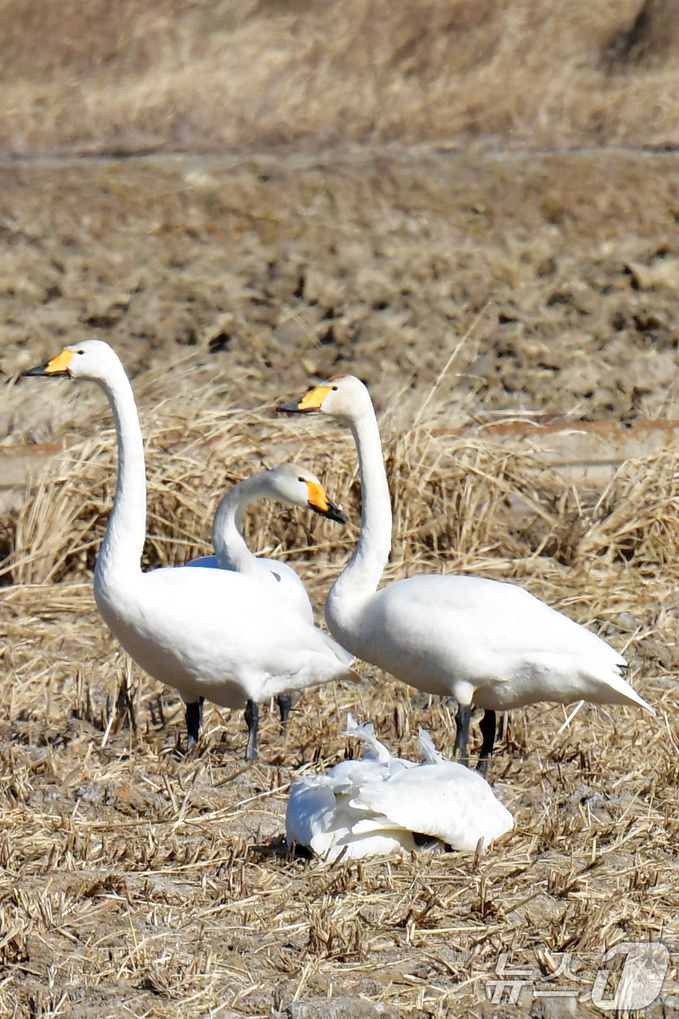 (포항=뉴스1) 최창호 기자 = 25일 경북 포항시 북구 흥해읍 들녘에서 쳔연기념물 201-2호이자 멸종위기야생생물 II급인 큰고니가 한마리가 죽은 채 발견됐다.신고를 받은 포항시 …