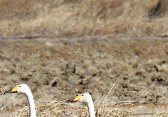 주변 지켜주는 큰고니 무리
