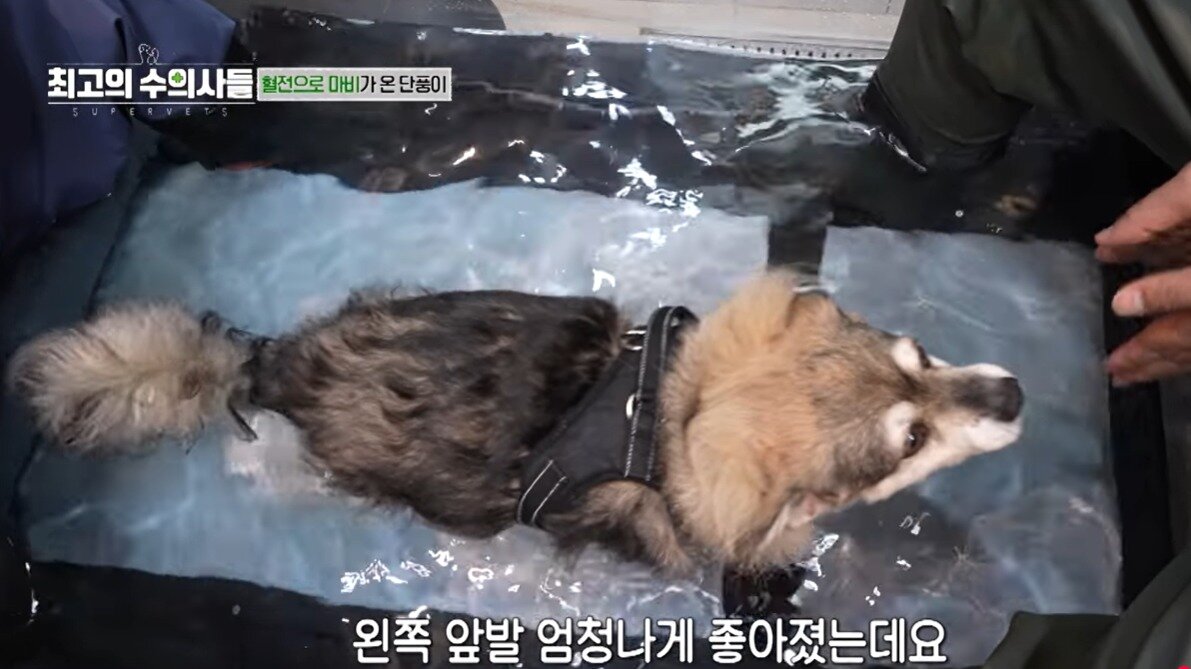 본문 이미지 - 최고의 수의사들 유튜브 영상 갈무리 ⓒ 뉴스1