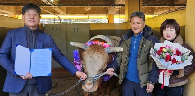 청도 전설의 싸움소 '부흥' 은퇴식…"가족같은 존재, 평생 함께"