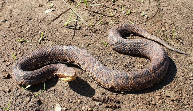 백령도·제주도 쇠살모사, 국내 첫 고유 파충류로 확인