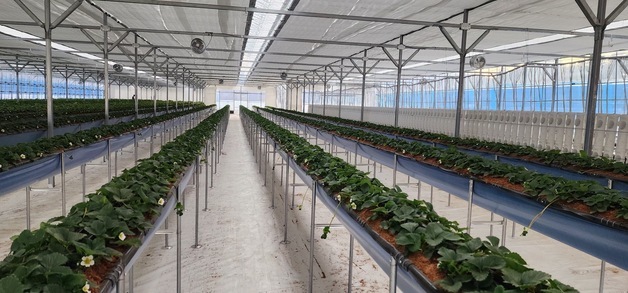 청도군, 딸기·오이·복숭아 스마트팜 조성…"청년 자립 지원"