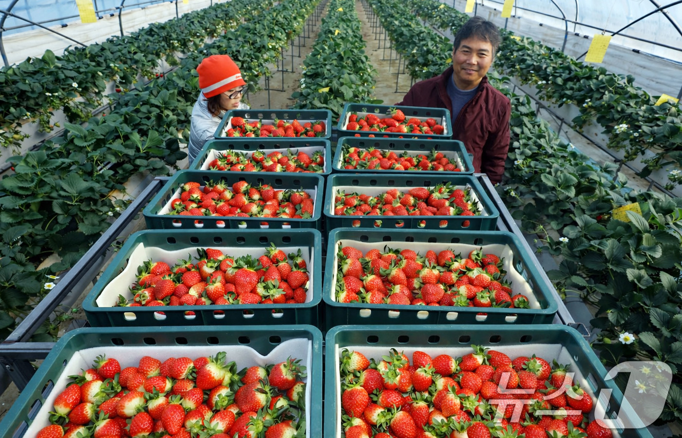 (광주=뉴스1) 박지현 기자 = 26일 광주 북구 효령동 일대 지산딸기 하우스에서 농민이 북구 특산물인 딸기를 수확하고 있다.  2026.1.26/뉴스1