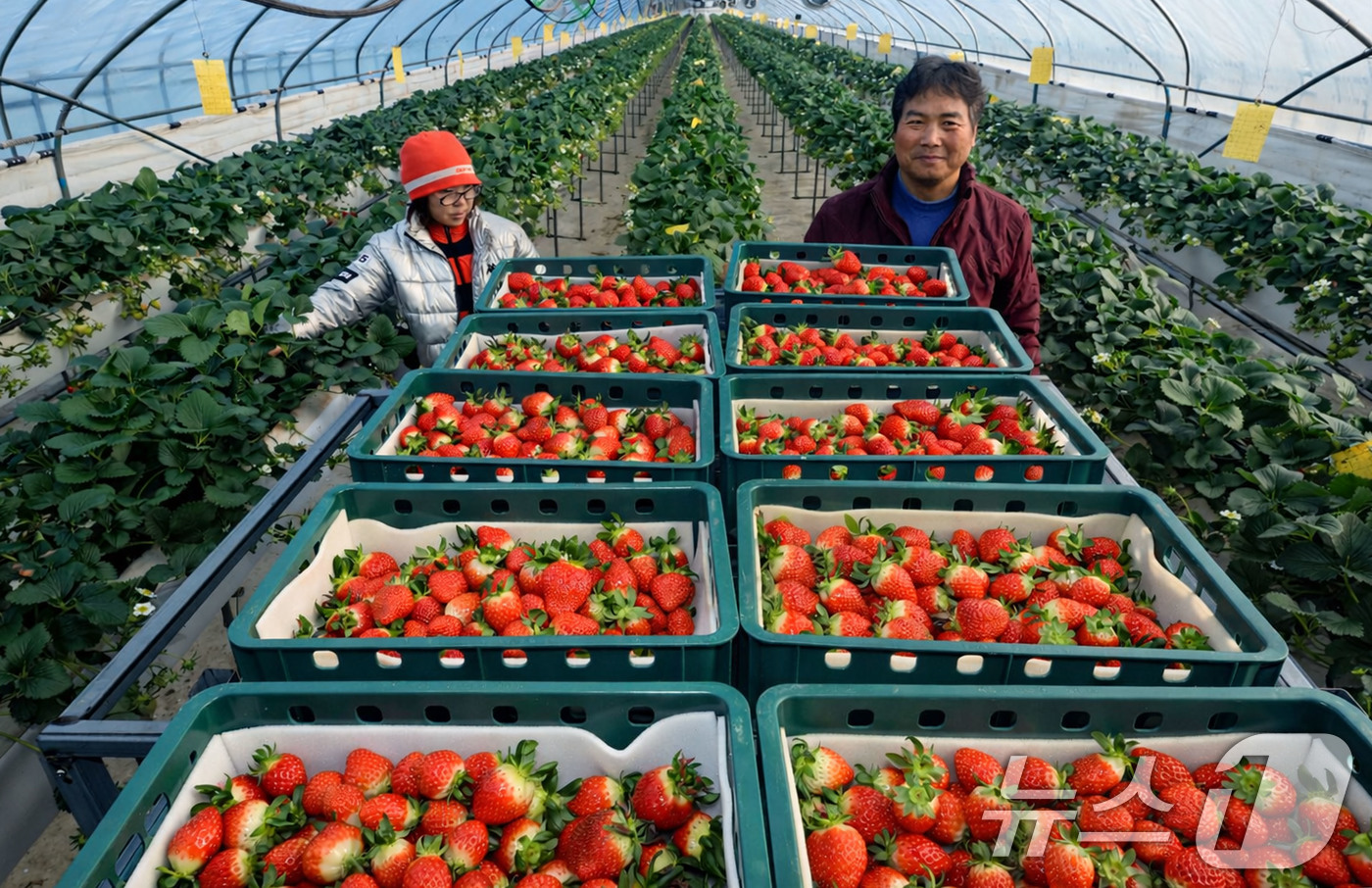 (광주=뉴스1) 박지현 기자 = 26일 광주 북구 효령동 일대 지산딸기 하우스에서 농민이 북구 특산물인 딸기를 수확하고 있다. 2026.1.26/뉴스1
