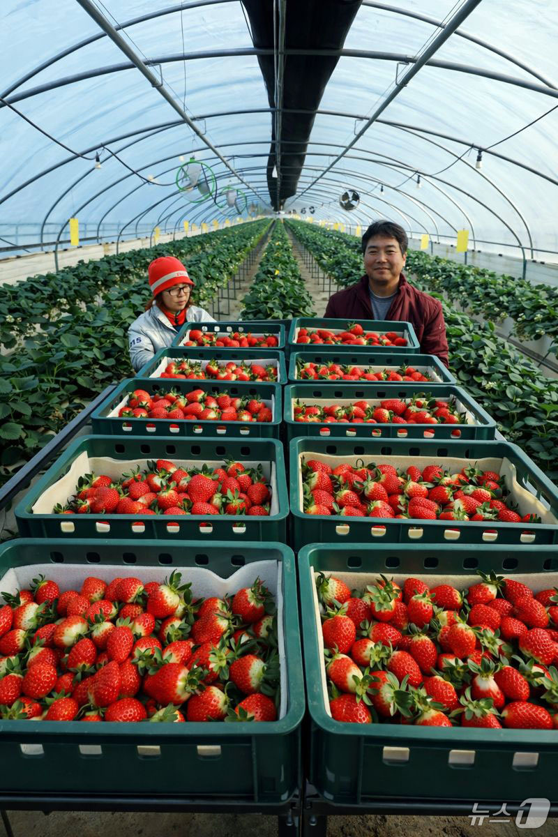 (광주=뉴스1) 박지현 기자 = 26일 광주 북구 효령동 일대 지산딸기 하우스에서 농민이 북구 특산물인 딸기를 수확하고 있다. 2026.1.26/뉴스1