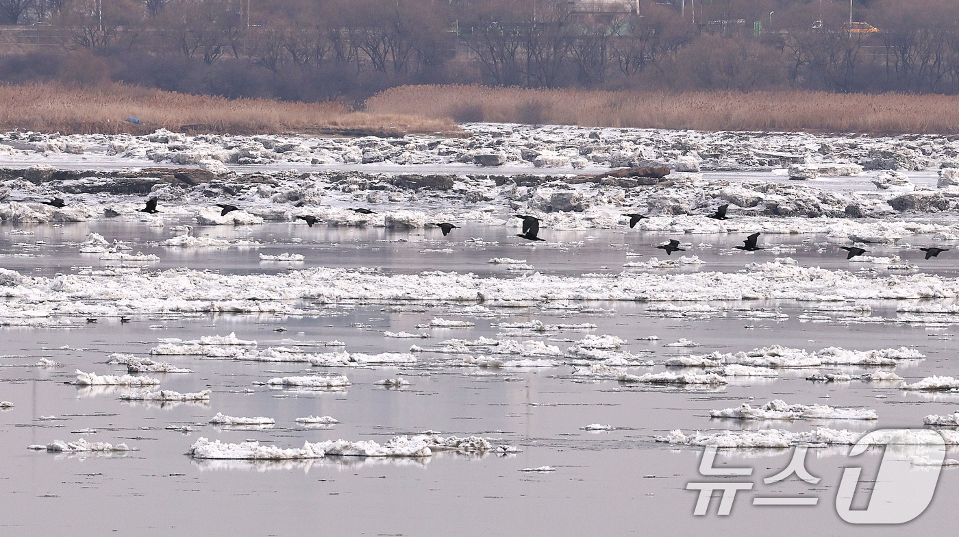 (김포=뉴스1) 구윤성 기자 = 연일 한파가 이어지는 26일 경기 고양시 일산대교 일대에 뜬 유빙 위로 기러기가 날고 있다. 2026.1.26/뉴스1