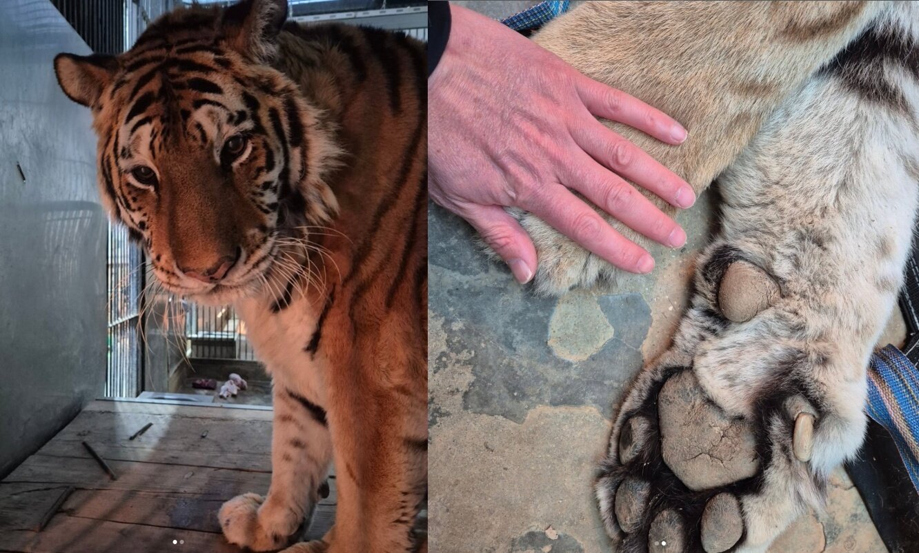 본문 이미지 - 사육사가 호랑이 이호의 발을 어루만지고 있다. (청주동물원 인스타그램 갈무리)