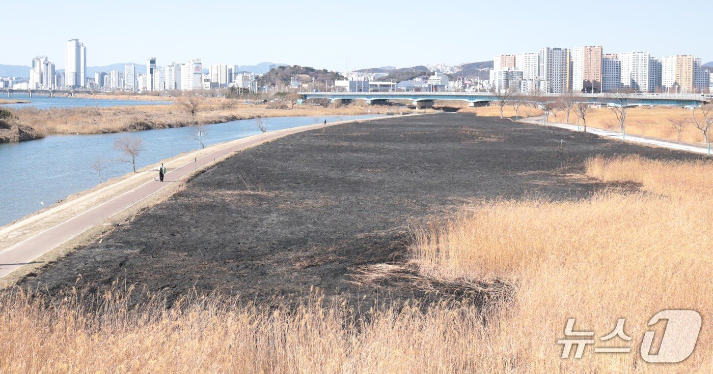 본문 이미지 - 울산 북구 명촌교 일대 억새밭이 지난 24일 화재로 인해 검은 잿더미로 남았다. 2026.1.25/뉴스1 ⓒ News1 김세은 기자
