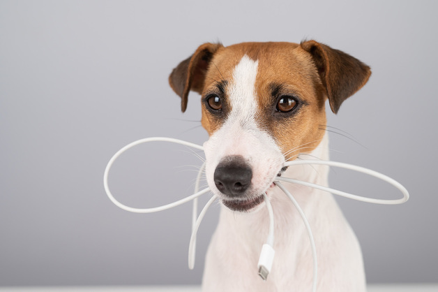 전기코드 물다 감전…강아지 얼굴·입안까지 타들어 갔다