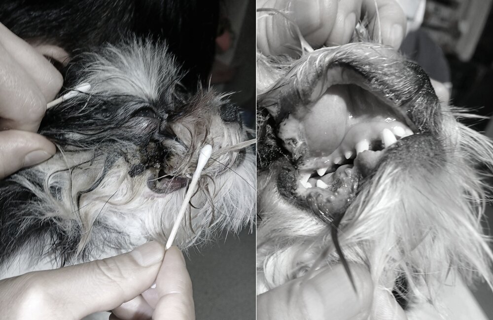 본문 이미지 - 냉장고 전기 코드 감전 사고로 피부 발적과 수포, 입술 조직 손상으로 인한 구멍 형성, 잇몸과 구강 점막이 괴사된 반려견(로얄동물메디컬센터 제공) ⓒ 뉴스1